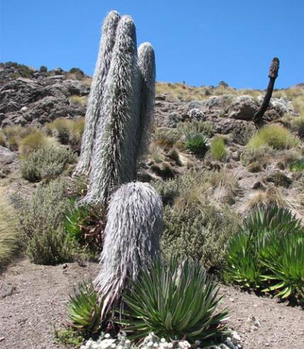 Lobelia telekii - Lobelia Gigante, Lobelia Primo Itt, Cousin Itt Lobelia