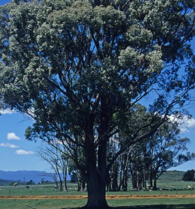 Eucalyptus amygdalina - Eucalipto Goma de Hortelã-Pimenta Preta, Eucalipto Menta, Black Peppermint Eucal