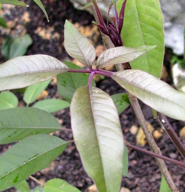 Vitex negundo - Árvore da Castidade de 5 Folhas, Nirgundi, Huang Ping