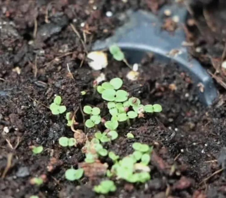 Thymus serpyllum -  Tomilho Selvagem, Grama Rosa Tomilho Aromática, Tomilho Rastejante, Tomilho Lim
