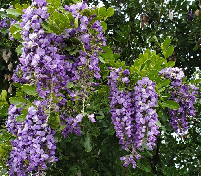 Sophora secundifloa -  Mescalbean, Louro da montanha do Texas, Feijão Mescal, Flor Glicínia do Texas