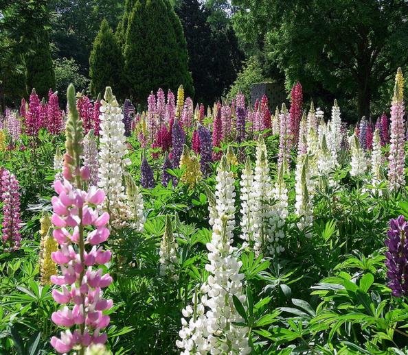 Lupinus russell 'The Chatelaine pink white Flag' - Tremoço Chatelaine Bicolor Rosa e Branco, Lupin