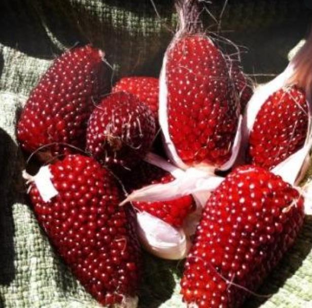 Zea mays Strawberry Popcorn (C.O) - Milho Pipoca Morango, Milho Pipoca Ornamental
