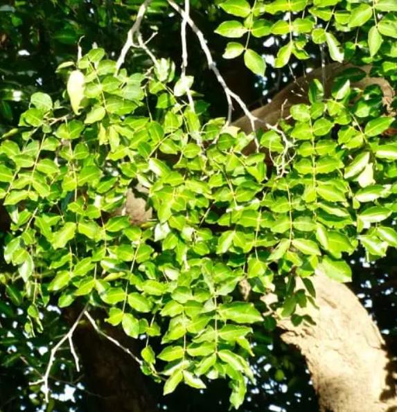 Sclerocarya birrea ssp. Caffra - Marula, Amarula, Árvore fruto do licor de Amarula