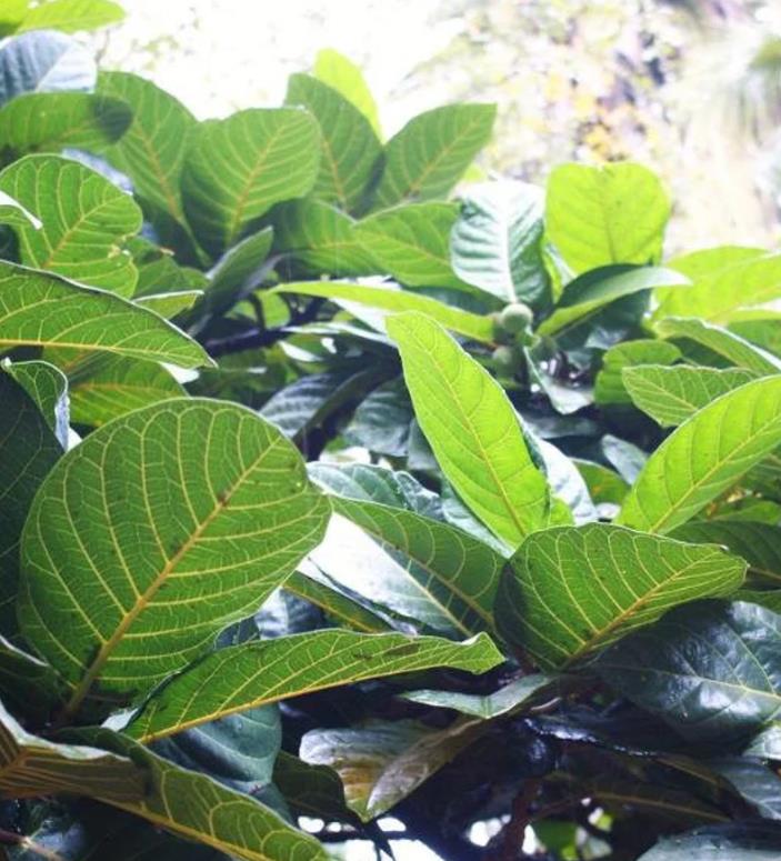 Ficus habrophylla - Figo vermelho, Figueira de folha gigante, Figo da Nova Caledônia