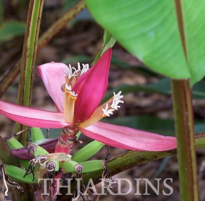 Musa mannii - Mini Bananeira, Mini Bananinha, Baby Banana, Indian Dwarf Banana