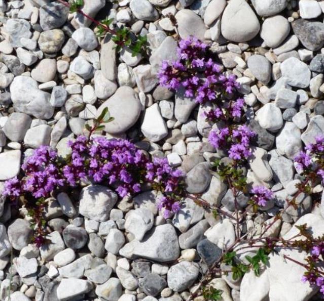 Thymus praecox - Tomilho Rastejante, Gramado Tomilho, Grama Aromática, Tomilho Mãe, Mother of Thy