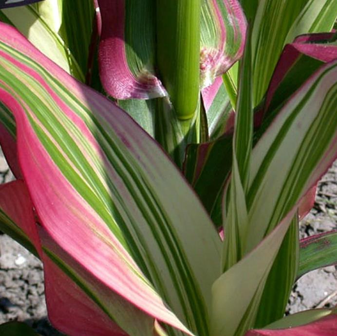 Zea mays Japonica Variegata (C.O) - Milho Japonês Listrado, Milho Japonês de Folhagem Ornamental