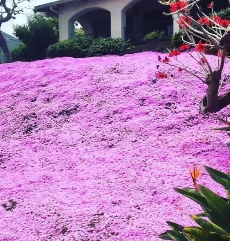 Thymus serpyllum -  Tomilho Selvagem, Grama Rosa Tomilho Aromática, Tomilho Rastejante, Tomilho Lim