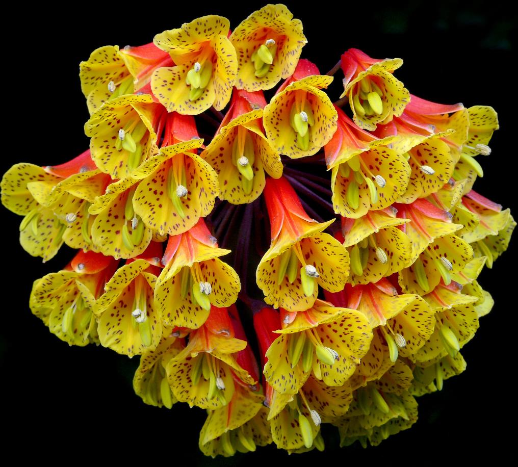 Bomarea multiflora - Bomarea, Trepadeira Lírio Bomarea, Lírio da Colômbia