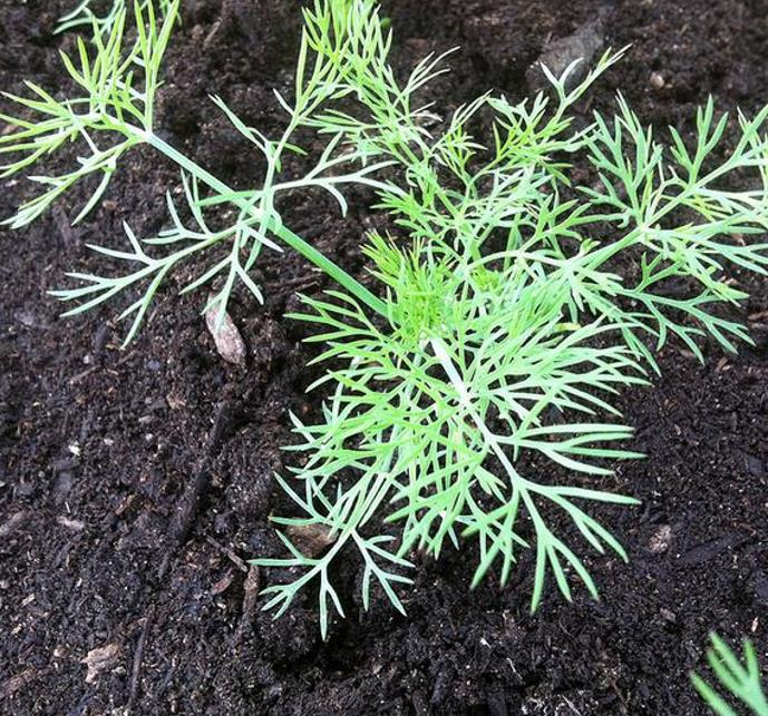 Anethum graveolens Mammoth (C.O) - Dill Mamute, Endro Gigante, Aneto Mamute