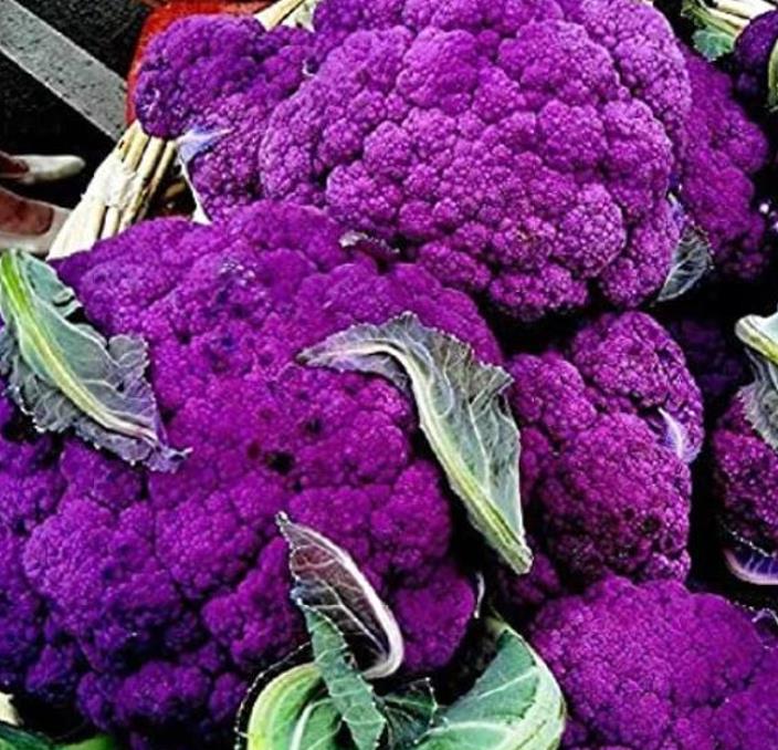 Brassica oleracea "Purple of Sicily" - Couve Flor Roxa Italiana, Couve-Flor Cabeça Roxa, Couve Flor Púrpura da Sicília