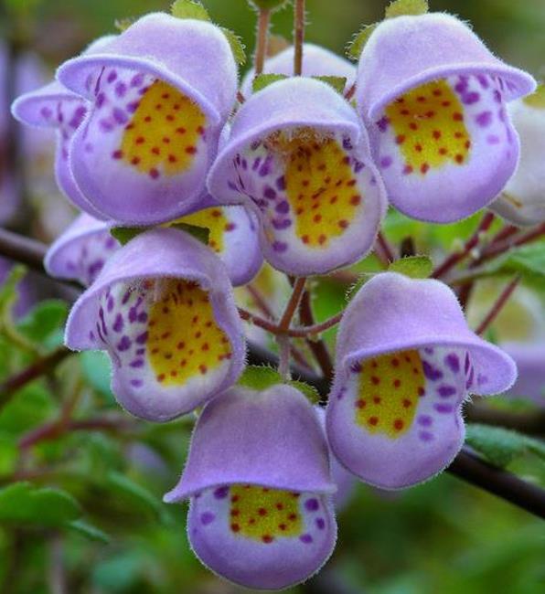 Jovellana punctata - Flor Xícara de Chá, Cálice dos Anjos, Copo de Chá, Capachito, Teacup