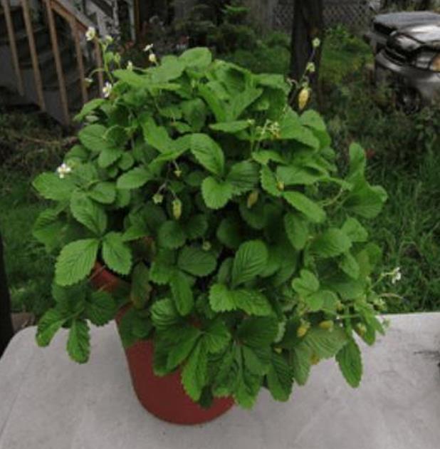 Fragaria vesca Yellow Wonder - Morango Amarelo, Morango Silvestre Amarelo