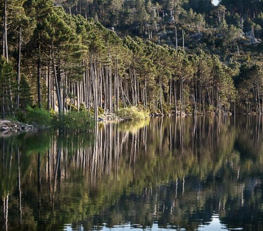 Pinus nigra Ssp laricio (Córsega) - Pinheiro Córsega, Pinheiro larício córsico, Pinheiro negro da Cór