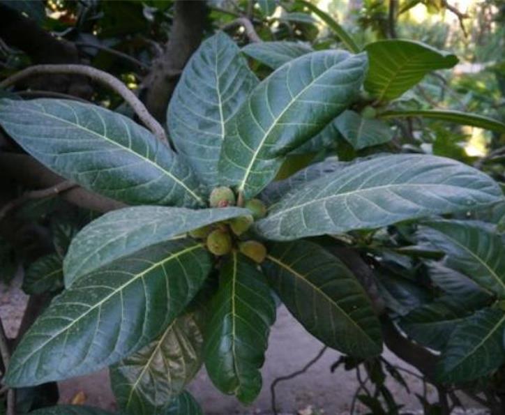 Ficus habrophylla - Figo vermelho, Figueira de folha gigante, Figo da Nova Caledônia