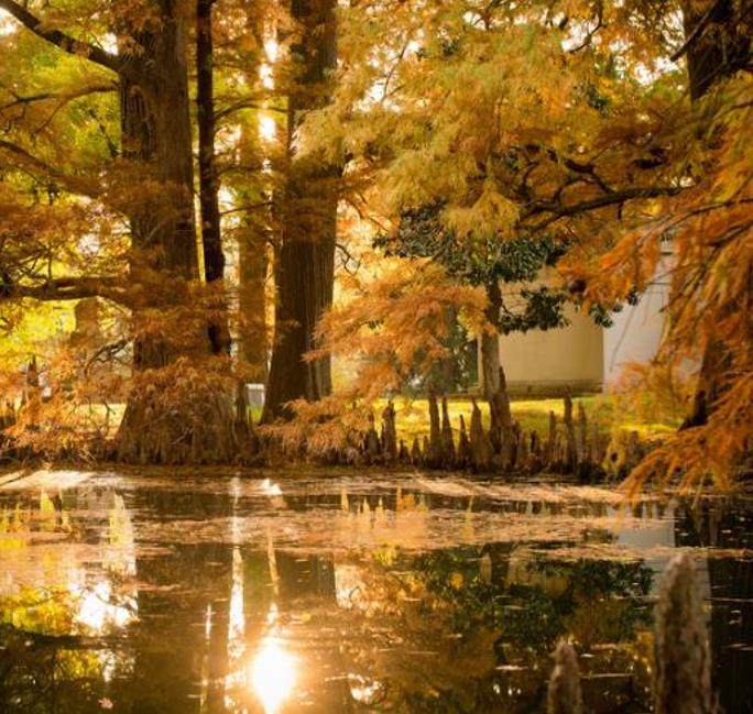 Taxodium distichum var. Imbricatum (Taxodium ascendens) - Cipreste soberano, Pond Cypress, Cipreste da lagoa, Cipreste d