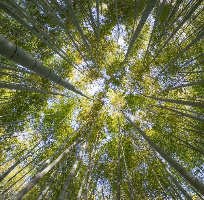 Phyllostachys pubescens (Phyllostachys edulis) - Bambu Mossô, Bambu Gigante Mossô