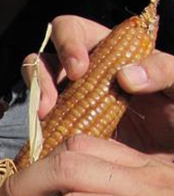 Zea mays Chapalote (C.O.) - Milho Chapalote, Milho Chapalote Amêndoa