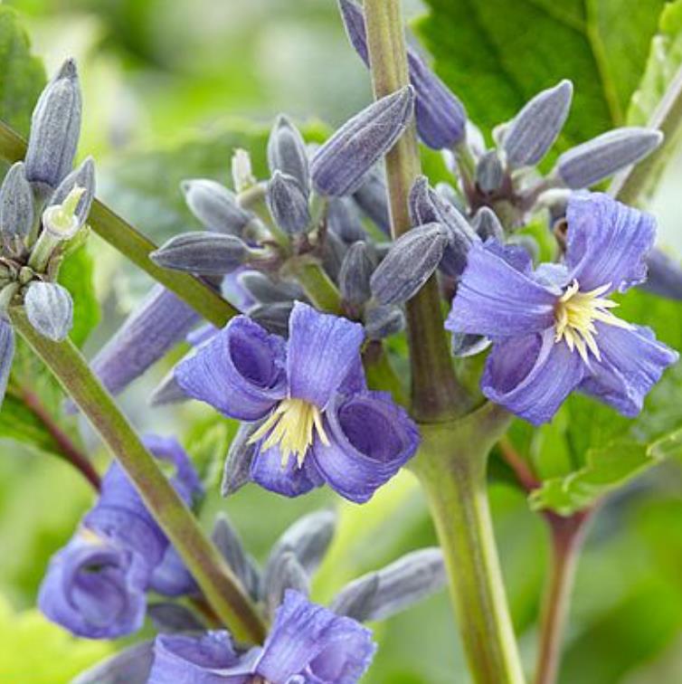 Clematis heracleifolia (Clematis davidiana) - Clematis Floração Jacinto, Clematis Flor de Jacinto, Clematis Arbustiva