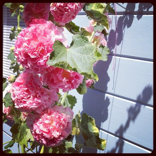 Alcea Rosea Chaters Double Rose Pink - Malva Dobrada Dupla Rosa, Alcea, Atléia, Malva Real, Malvaisco, Hollyhock