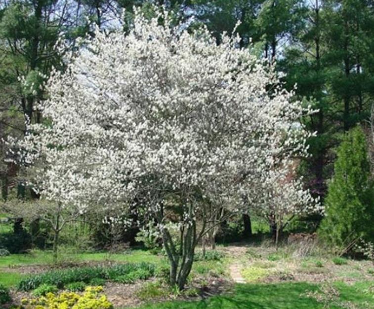 Amelanchier alnifolia - Cereja Saskatoon, Framboesa Saskatoon, Saskatoon Berry