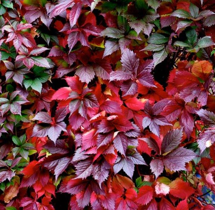 Parthenocissus quinquefolia - Trepadeira da Virginia, Hera Americana, Virginia Creeper, Videira Virgem