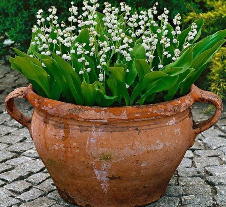 Convallaria majalis - Lirio do Vale, Muguet, Lírio de Maio, Lily of the Valley