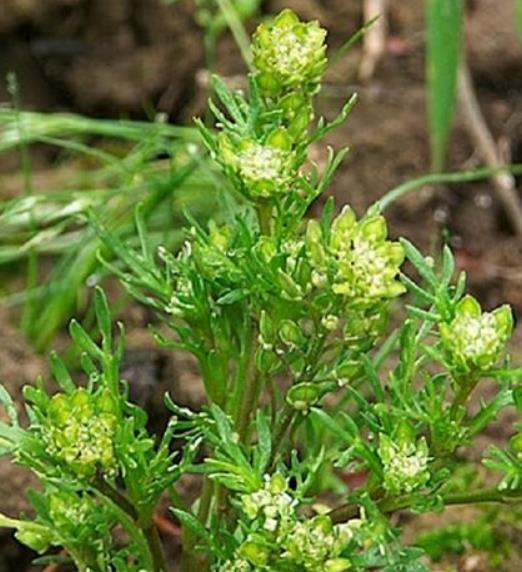 Lepidium meyenii - Maca Peruana, Ginseng dos Andes, Viagra dos Incas