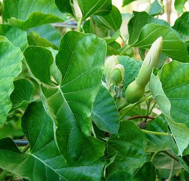 Ipomoea albivenia - (Ipomoea caudiciform), Algodão selvagem, Ipomoea wild cotton