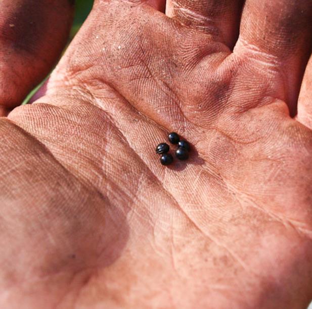 Hydrastis canadensis - Raiz dourada, Raiz de ouro, Goldenseal