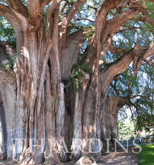 Taxodium huegelii (Taxodium mucronatum) - Cipreste de Montezuma