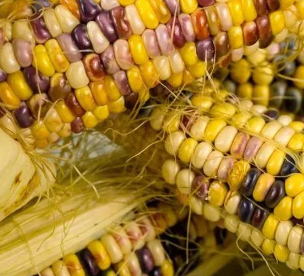 Zea mays Wade's Giant Indian Corn (C.O.) - Milho Gigante, Milho Gigante Indiano