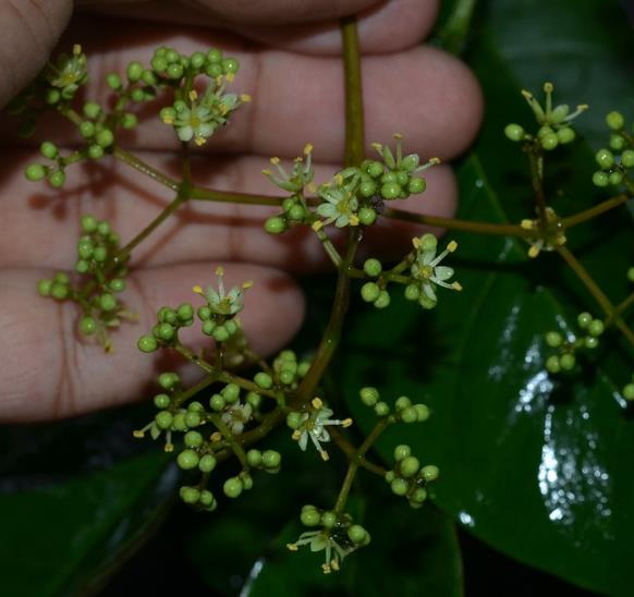 Zanthoxylum rhetsa (Zanthoxylum limonella) - Pimenta Sichuan indiana, Pimenta tirphal,Triphal pepper, Teppal pepper
