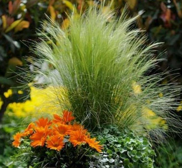 Stipa tenuissima (Nassella tenuissima) - Grama Rabo de Cavalo, Grama Cabelo dos Anjos, Grama de Pena Mexicana, Ponytails