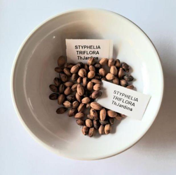 Styphelia triflora - Rosa Cinco Cantos, Five Corners Rose