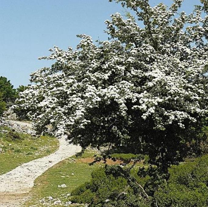 Crataegus azarolus - Planta do Coração, Espinheiro do Mediterrâneo, Azarole, Hawthorn Berry