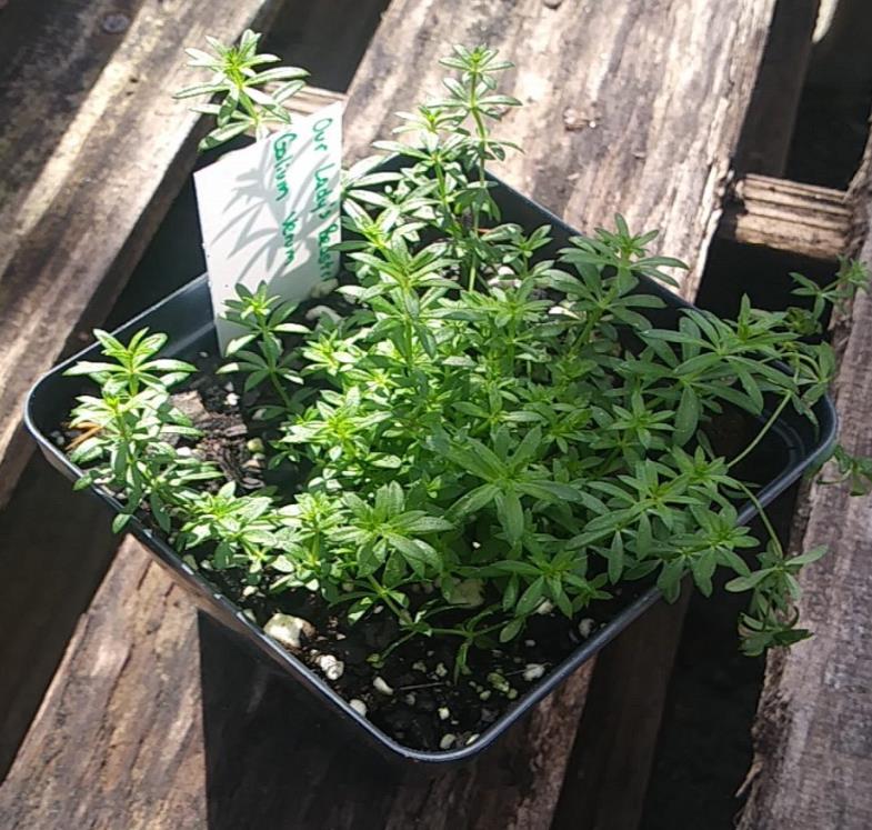 Galium verum subsp. Verum - Erva Coalheira, Erva do coalho, Coalho De Queijo, Gálio, Ladys Bedstraw