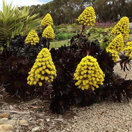 Aeonium arboreum Atropurpureum 'Zwartkop' - Rosa Negra, Aeonium Negro Arbóreo, Rosa Negra de Pedras