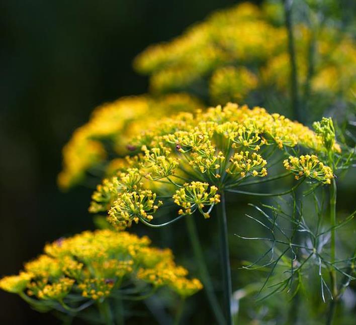 Anethum graveolens Mammoth (C.O) - Dill Mamute, Endro Gigante, Aneto Mamute