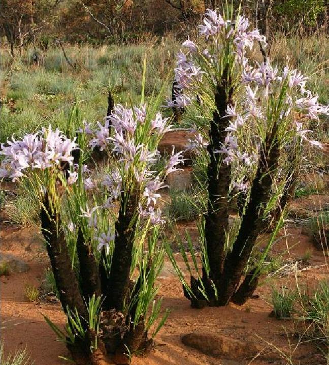 Xerophyta retinervis - Lírio Negro, Lírio Negro do Deserto, Lírio do Deserto