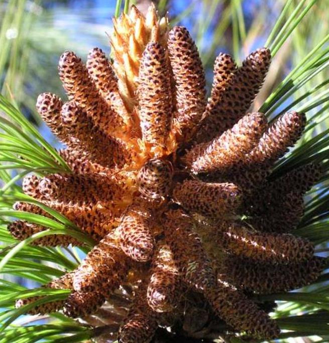 Pinus maximinoi (Pinus tenuifolia) - Pinheiro Maximinoi, Pinheiro de ponta fina, Pinabete