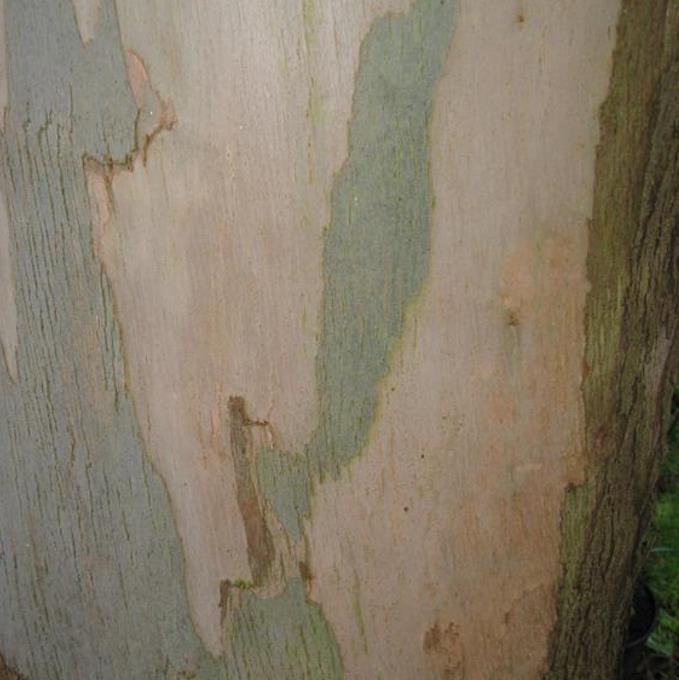 Corymbia gunnii - Eucalipto Goma de Cidra, Eucalipto Maple Syrup, Eucalipto Xarope de Bordo