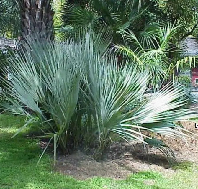 Nannorrhops ritchiana - Palmeira Azul, Palmeira Prata, Mazari Palm