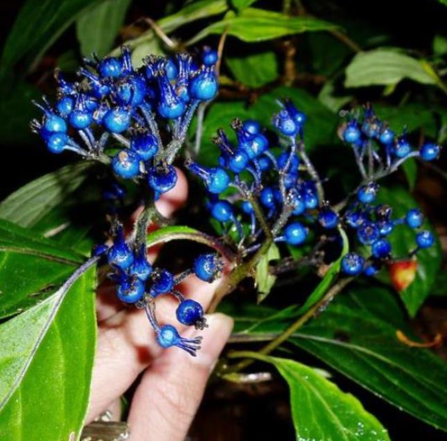 Dichroa febrifuga - Hortência Tibetana, Hortênsia Perene Azul, Quinino Chinês