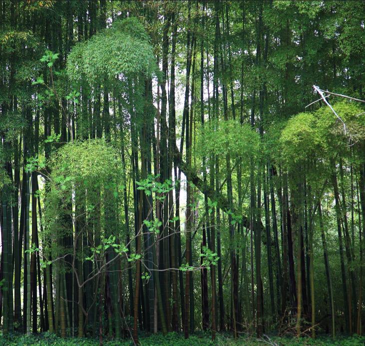 Phyllostachys pubescens (Phyllostachys edulis) - Bambu Mossô, Bambu Gigante Mossô