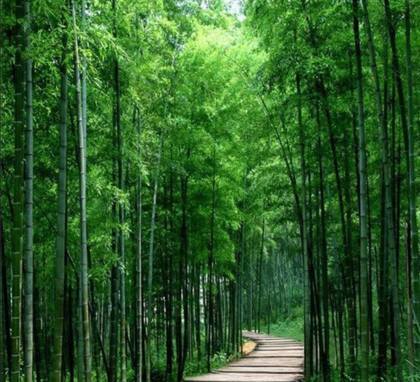 Phyllostachys pubescens (Phyllostachys edulis) - Bambu Mossô, Bambu Gigante Mossô