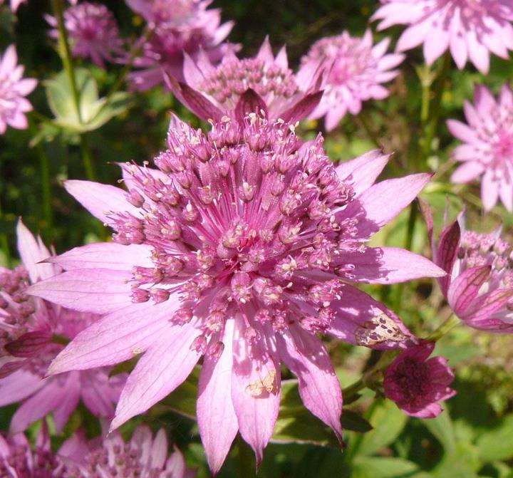 Astrantia maxima (Astrantia heterophylla, Astrantia speciosa) - Estrela Maior, Grande Obra-Prima, Masterwort