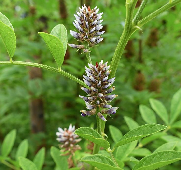 Glycyrrhiza glabra - Alcaçuz, Liquorice, Licorice, Raiz doce, Regaliz