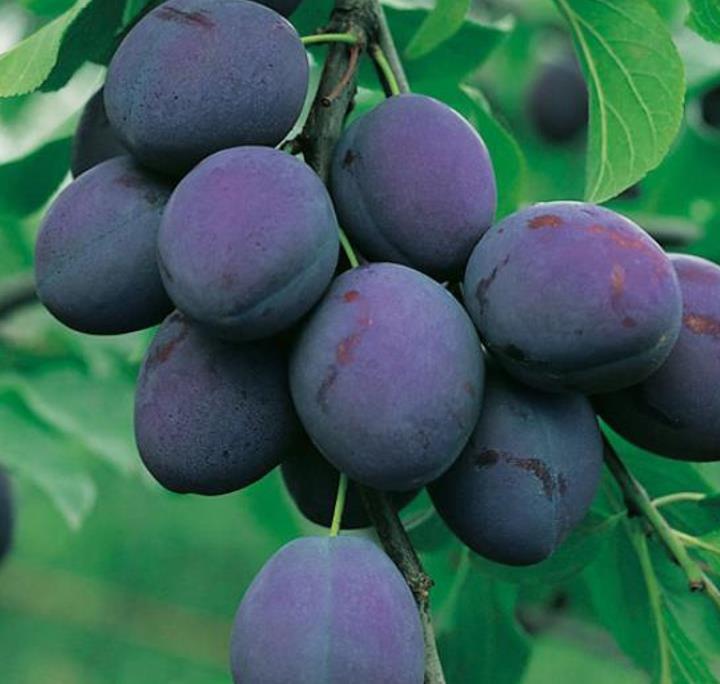 Prunus domestica 'Nutmeg Plum' - Ameixeira, Ameixa Noz-moscada, Ameixa Noz Moscada